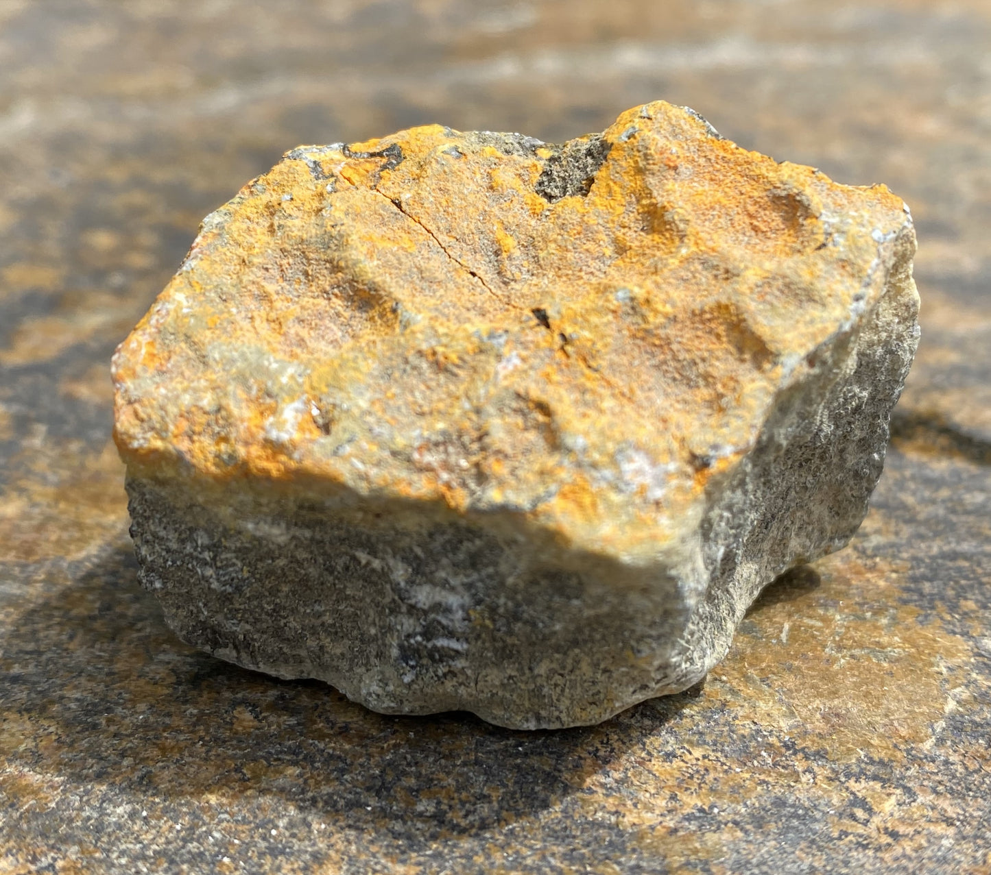 Bumble Bee Jasper Raw Indonesia Success Protection 28919S
