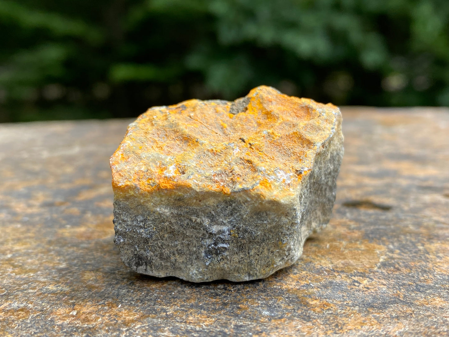 Bumble Bee Jasper Raw Indonesia Success Protection 28919S
