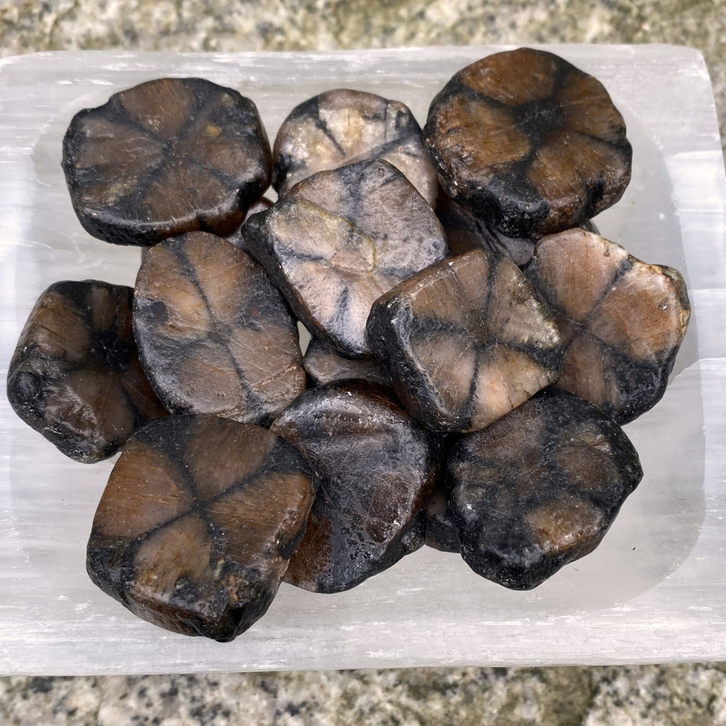 Chiastolite Cross Stone Andalusite  2 pcs  Protection Grounding 31649S