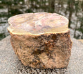 Petrified Wood Trunk  Raw & Polished Display Piece  Protection Calm 31179S