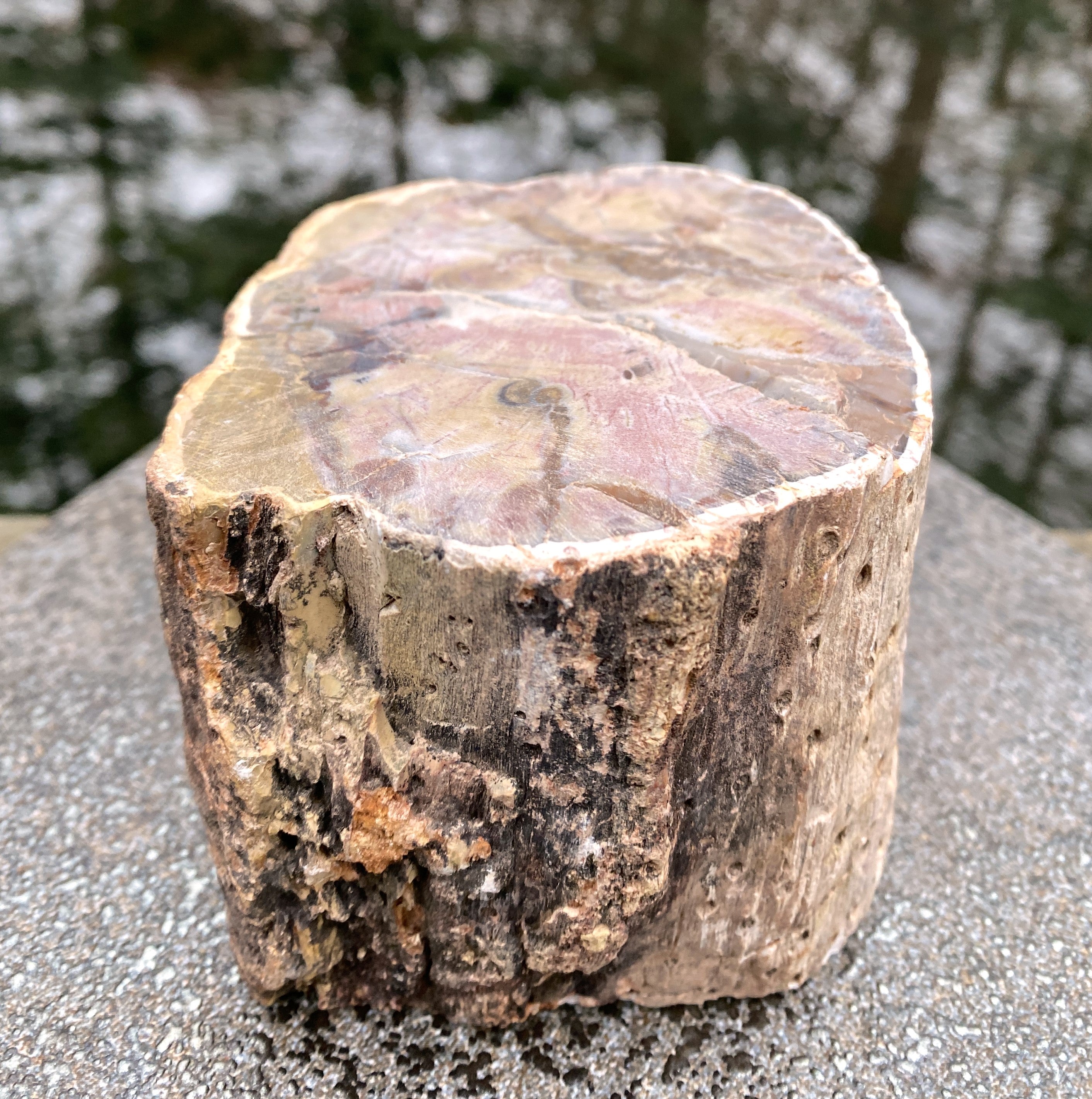 Petrified Wood Trunk  Raw & Polished Display Piece  Protection Calm 31179S