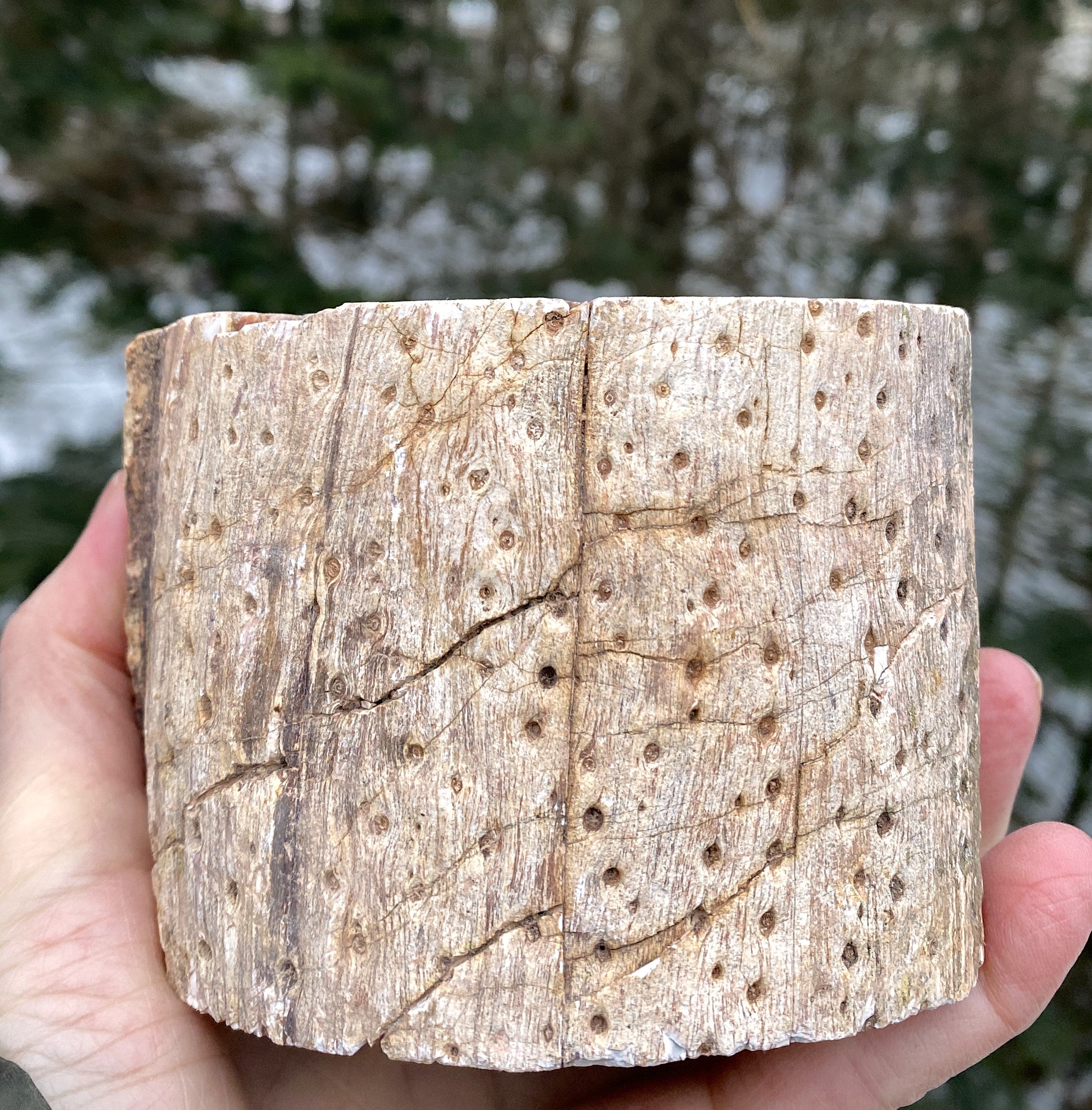 Petrified Wood Trunk  Raw & Polished Display Piece  Protection Calm 31179S