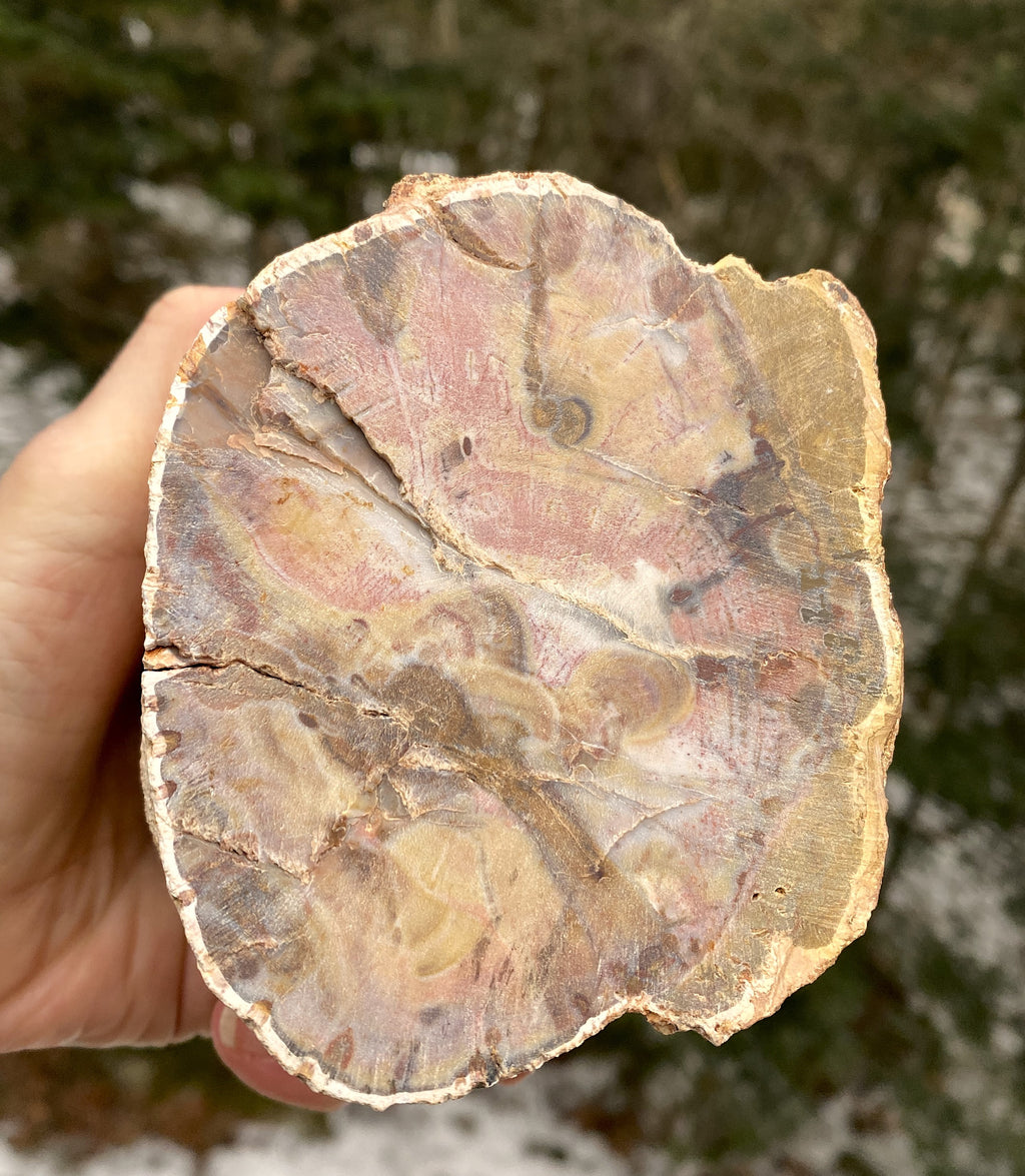 Petrified Wood Trunk  Raw & Polished Display Piece  Protection Calm 31179S