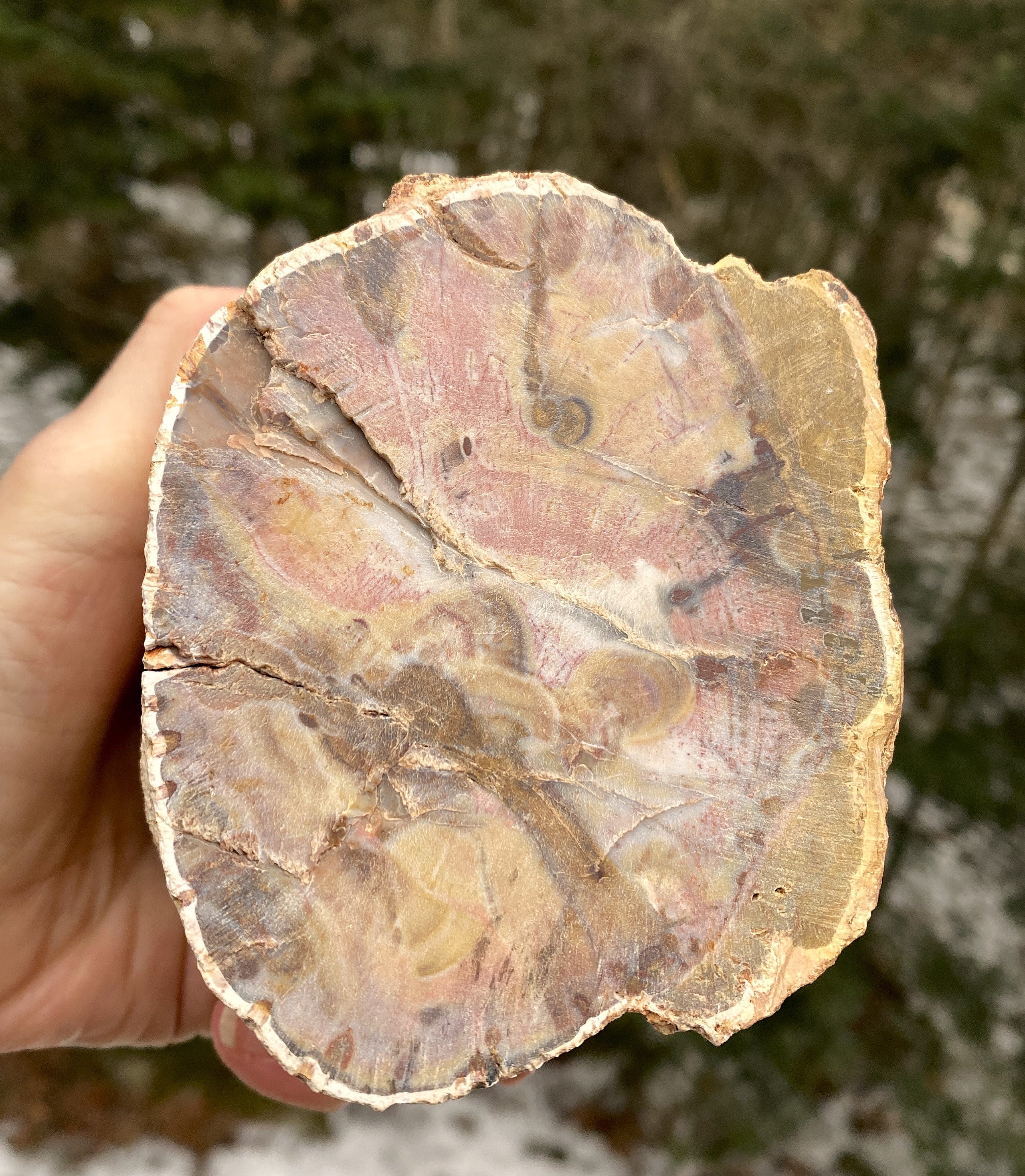 Petrified Wood Trunk  Raw & Polished Display Piece  Protection Calm 31179S