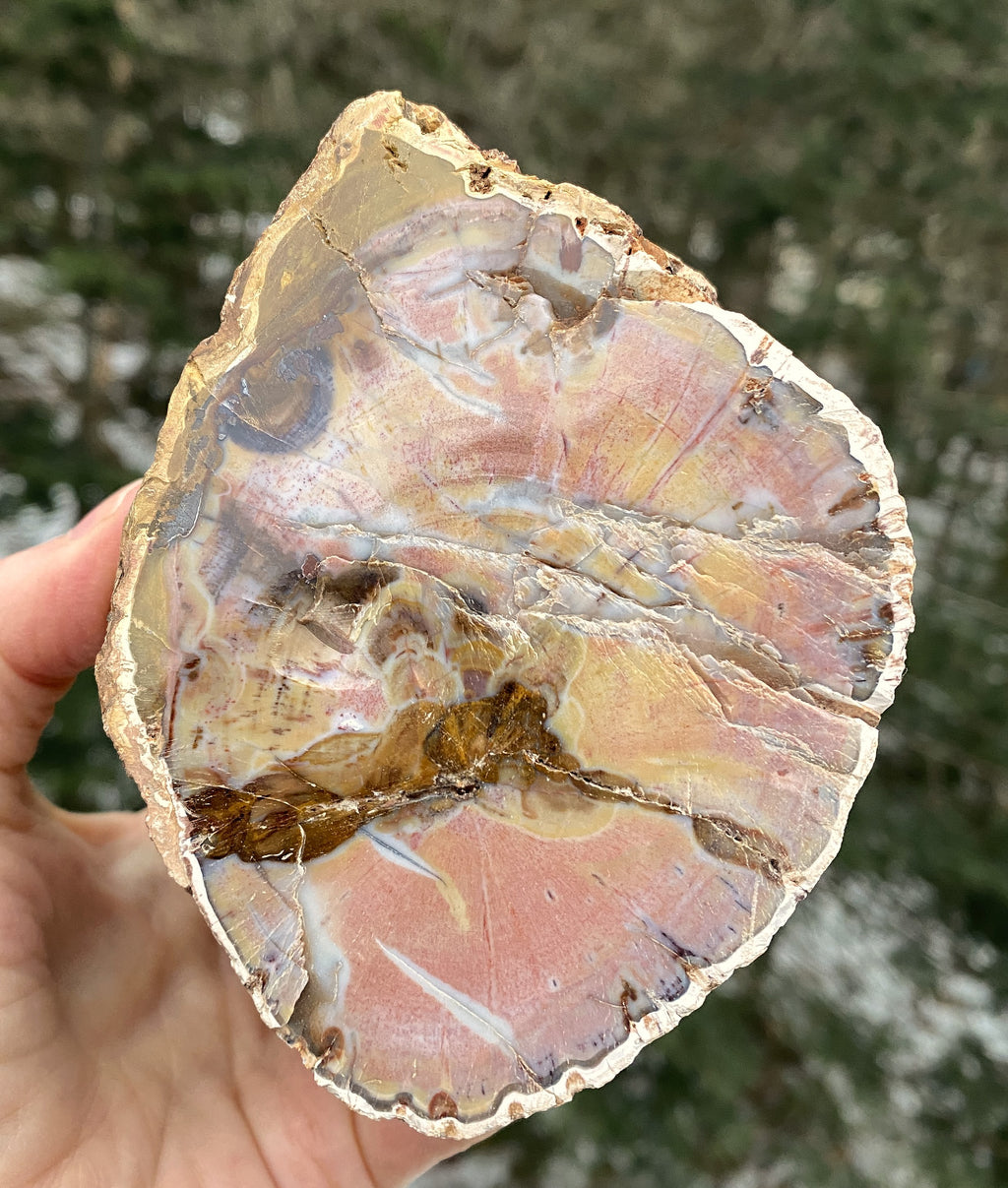 Petrified Wood Trunk  Raw & Polished Display Piece  Protection Calm 31179S