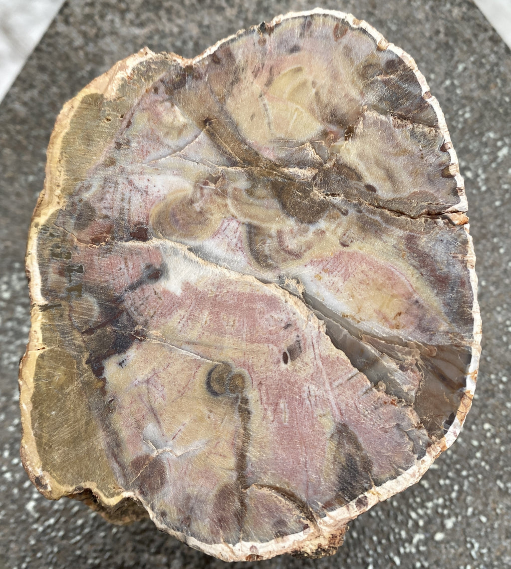 Petrified Wood Trunk  Raw & Polished Display Piece  Protection Calm 31179S