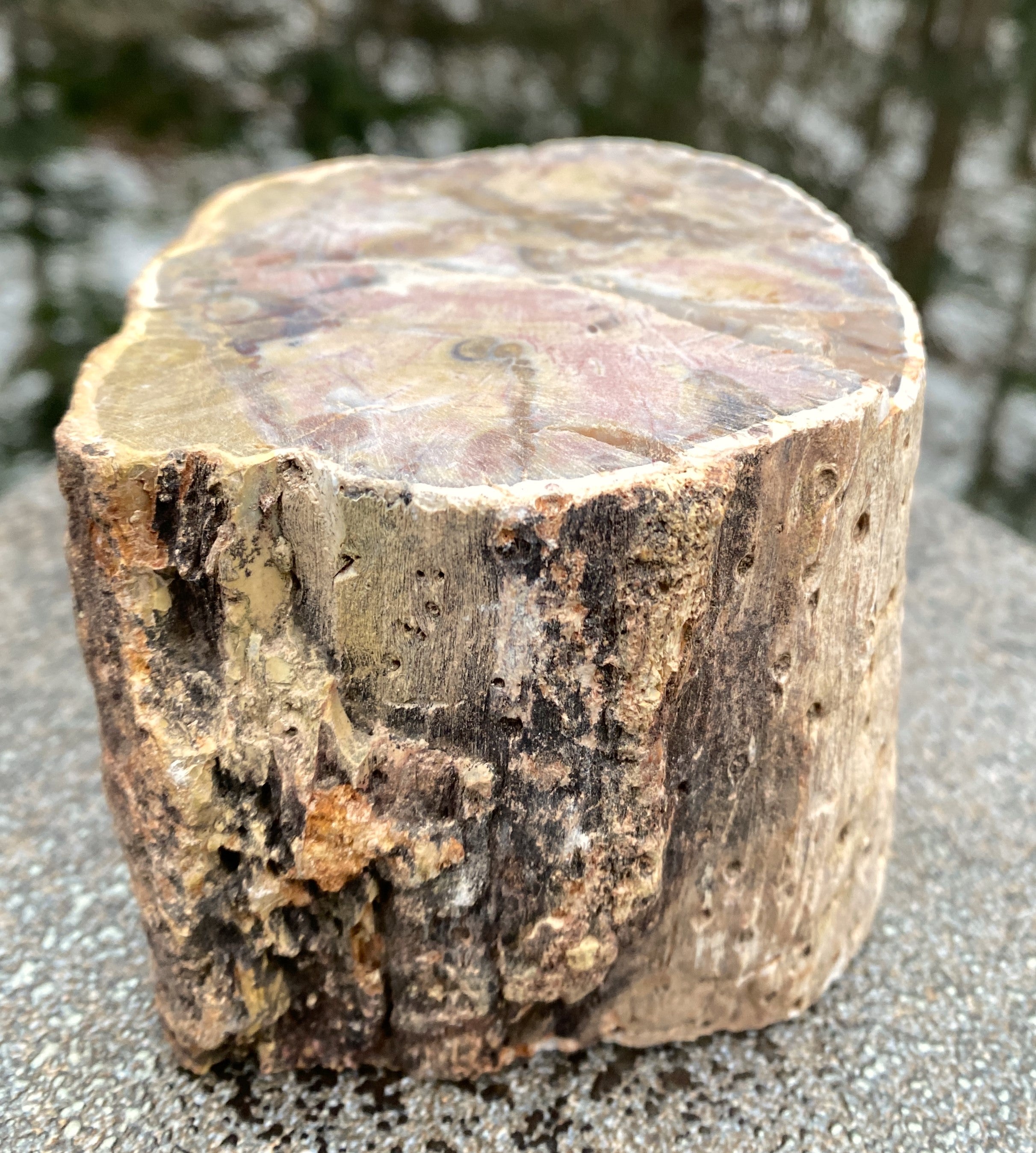 Petrified Wood Trunk  Raw & Polished Display Piece  Protection Calm 31179S