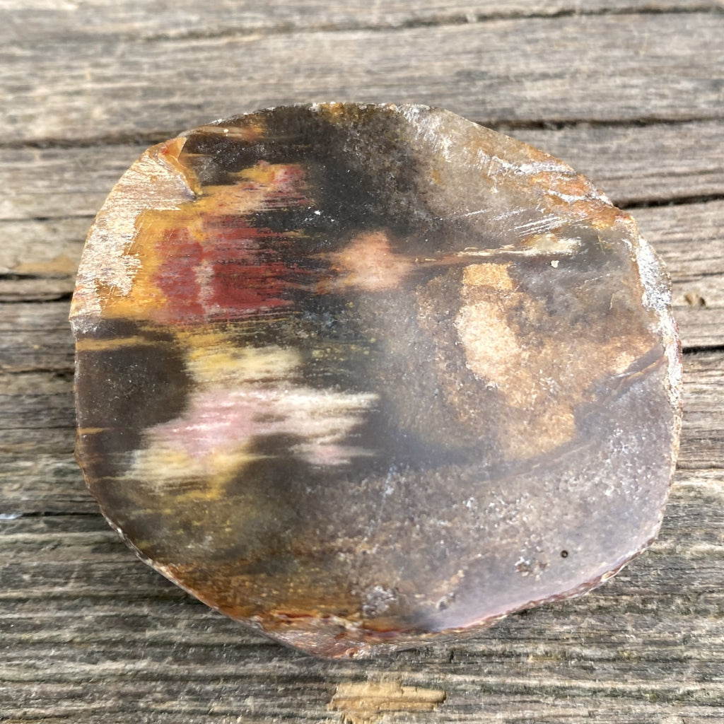 Petrified Wood Trunk Slice  Protection Calm 31534S