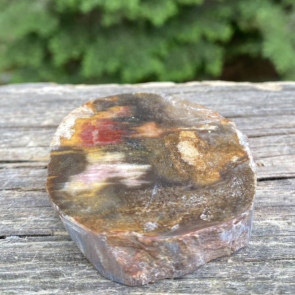 Petrified Wood Trunk Slice  Protection Calm 31534S