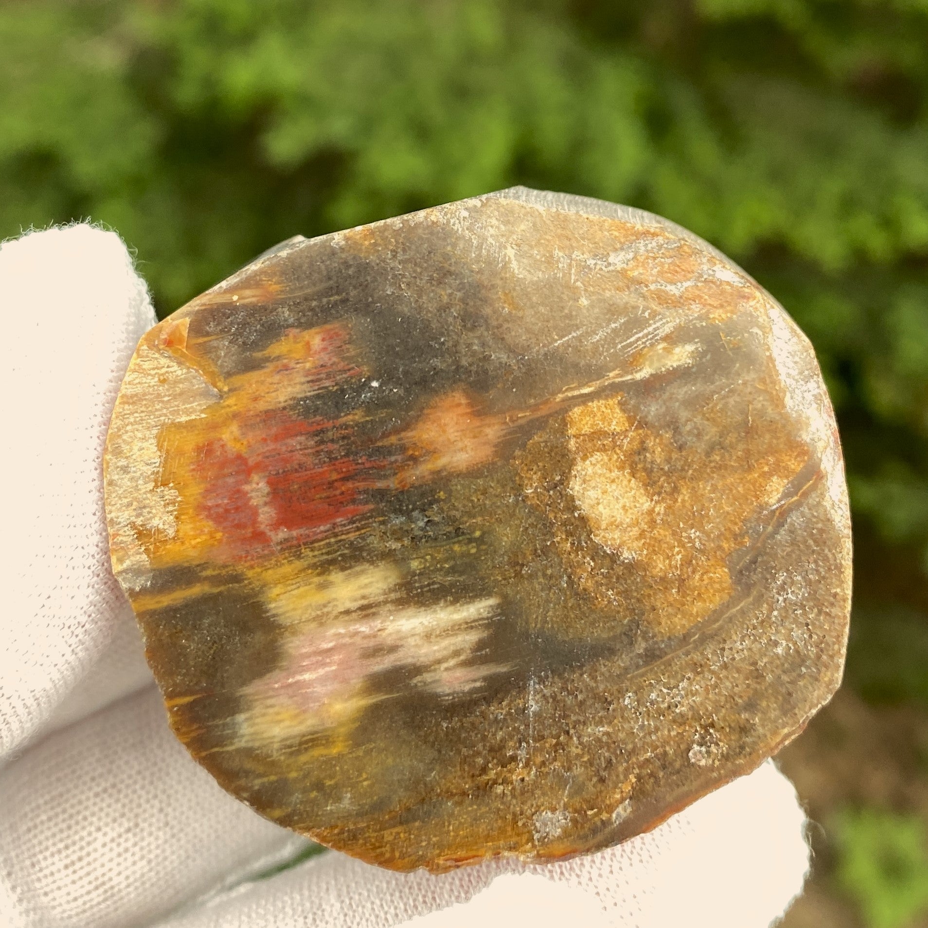 Petrified Wood Trunk Slice  Protection Calm 31534S