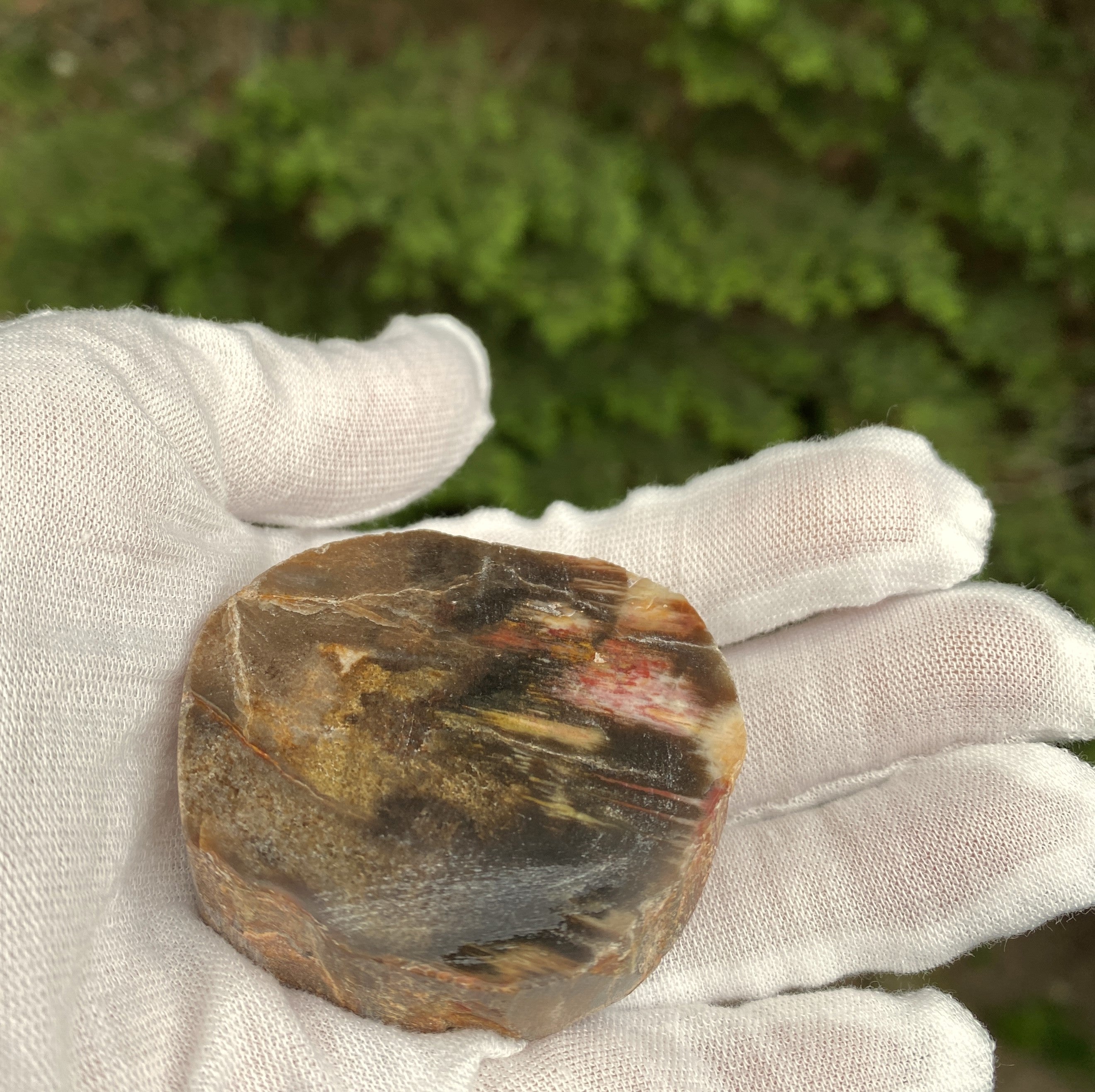 Petrified Wood Trunk Slice  Protection Calm 31534S