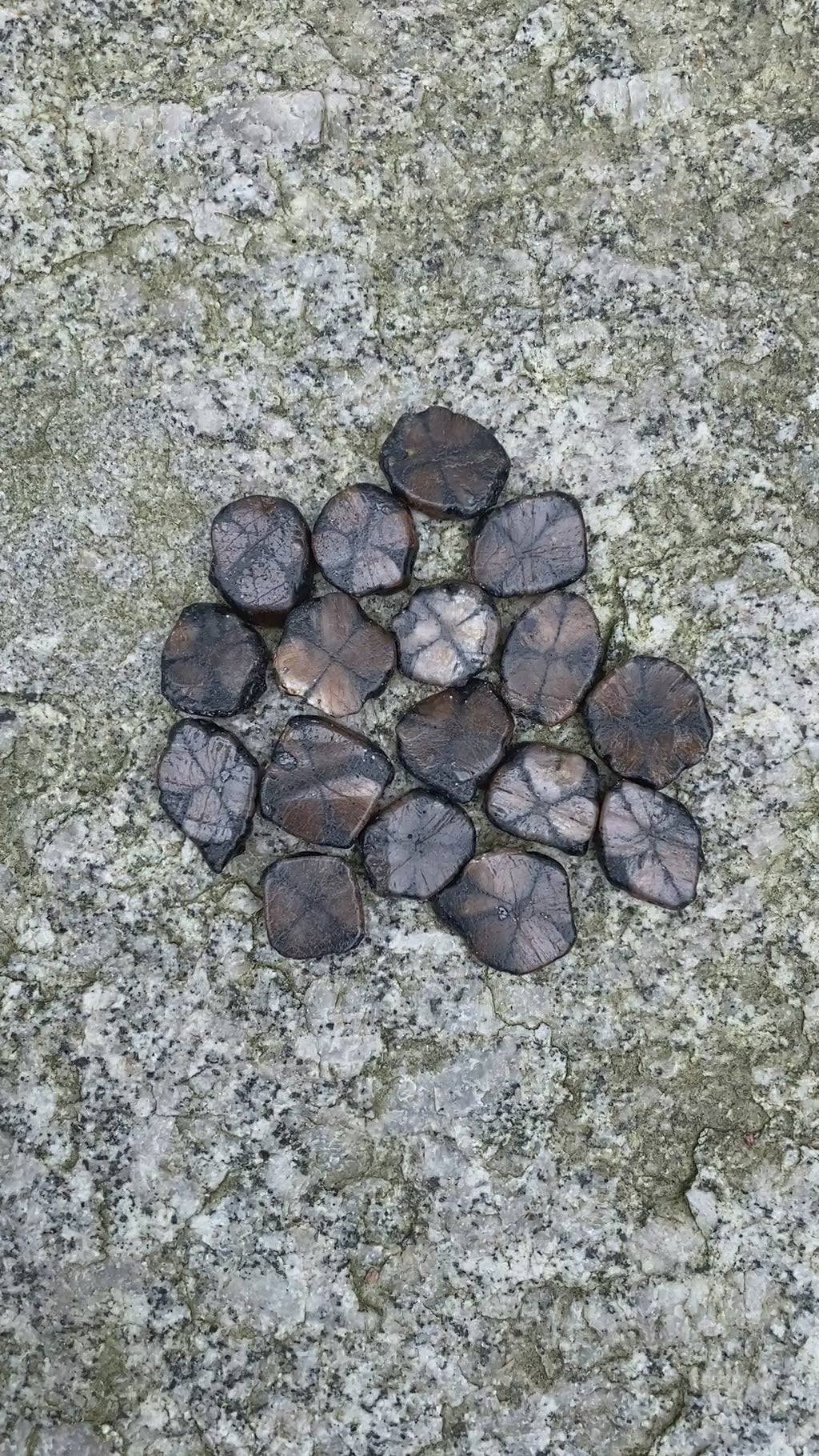 Chiastolite Cross Stone Andalusite  2 pcs  Protection Grounding 31649S