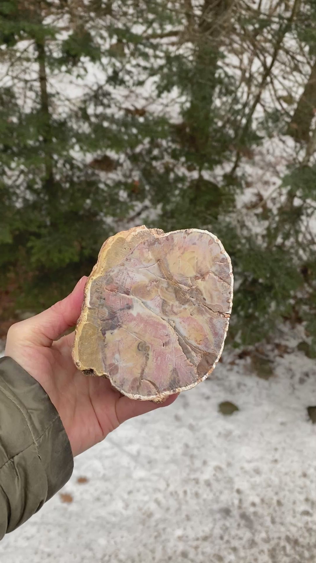 Petrified Wood Trunk  Raw & Polished Display Piece  Protection Calm 31179S