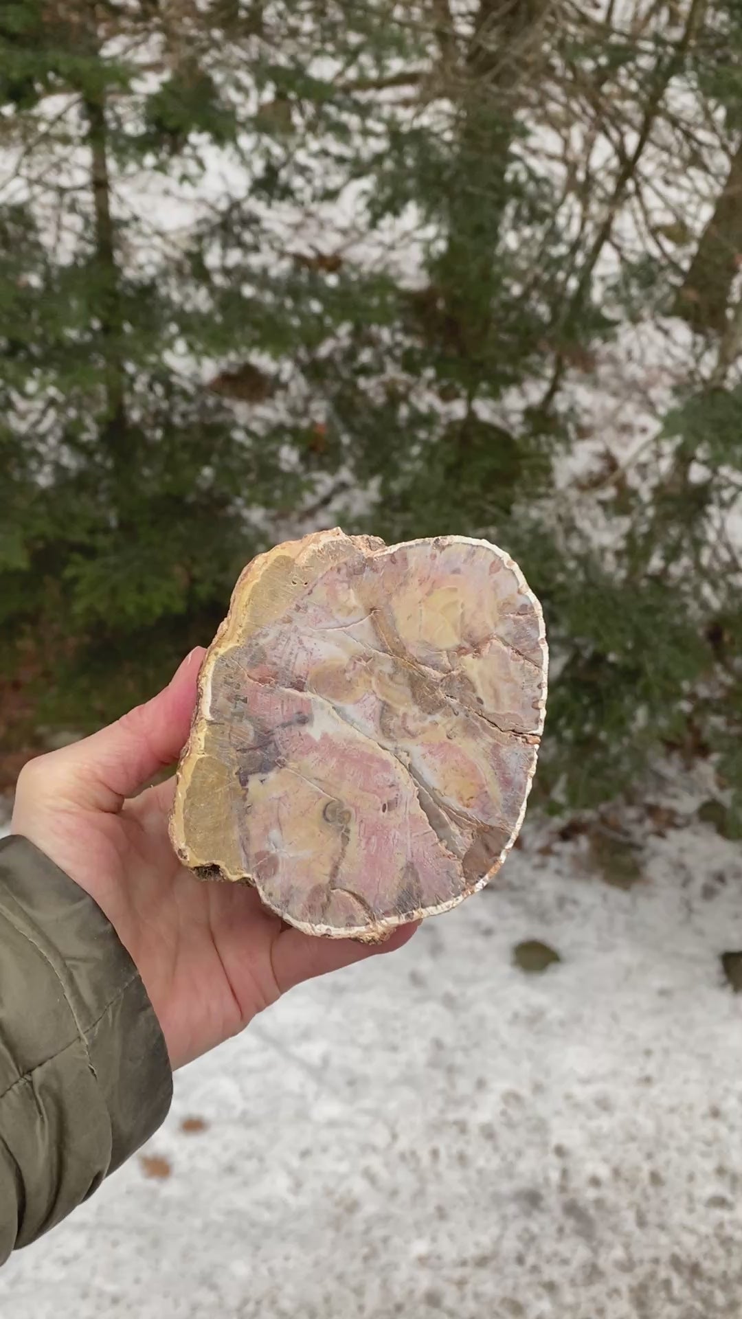 Petrified Wood Trunk  Raw & Polished Display Piece  Protection Calm 31179S